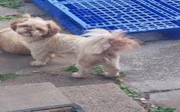 Shih Tzu dogs for sale: 2 female Shih Tzu puppies  - Image 12