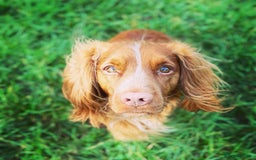 Cocker Spaniel dogs for sale: Working cocker puppies - Image 6