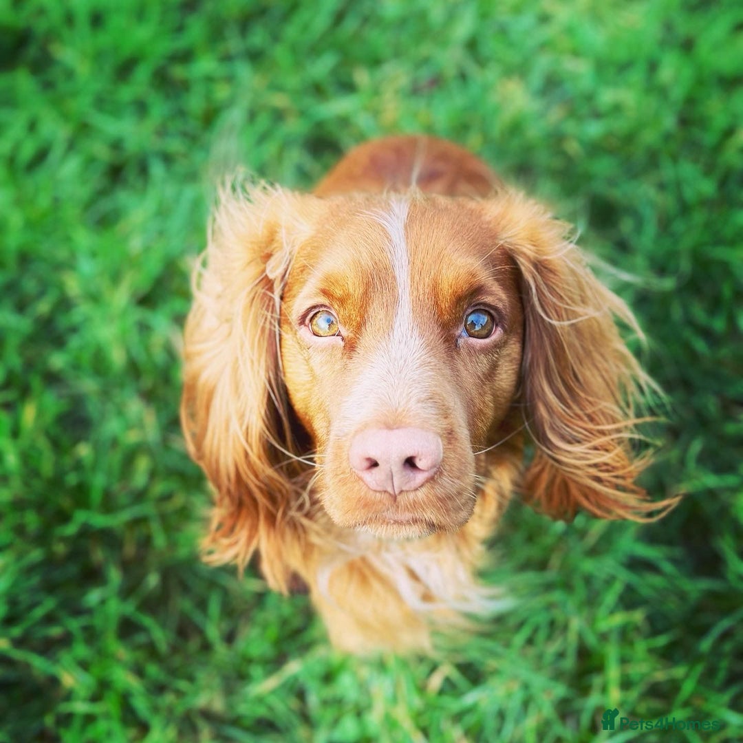 Cocker Spaniel dogs for sale: Working cocker puppies - Image 6