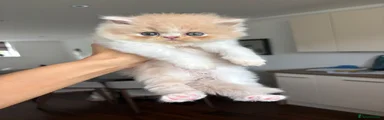 Persian 2