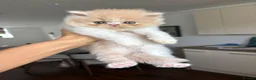 Persian cats for sale: Beautiful Persian kittens - Advert 5