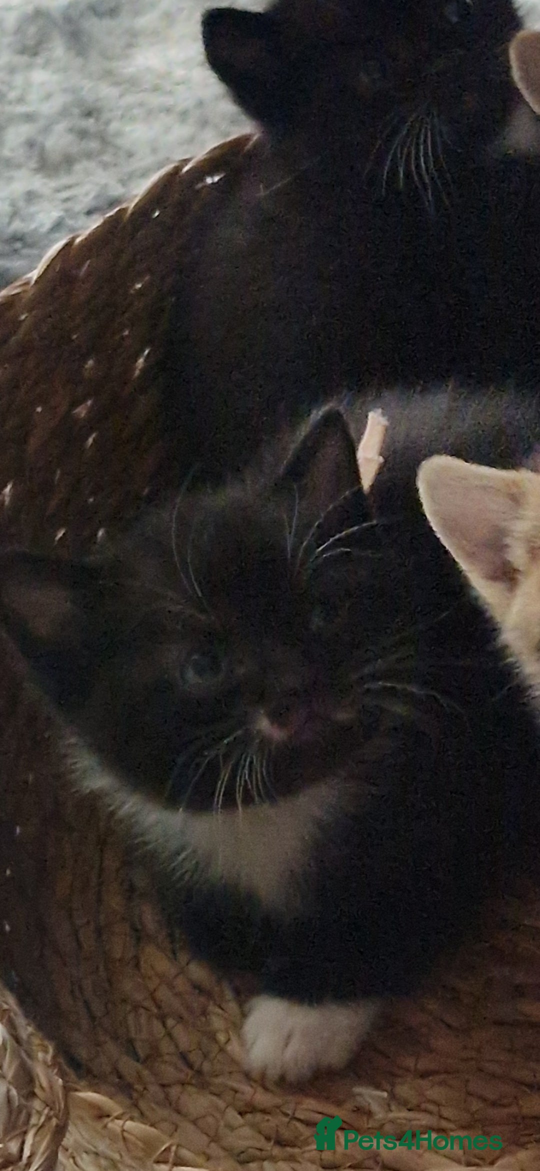 Scottish Fold cats for sale: Scotish fold/straight kittens  - Advert 30