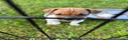 Jack Russell dogs for sale: Jack Russell Pups in York - Advert 5