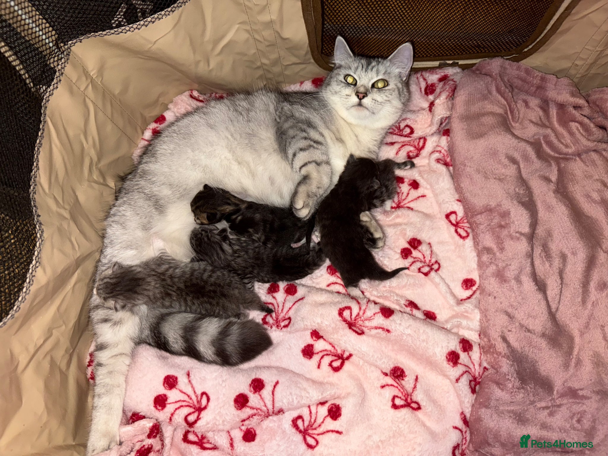 Mixed Breed cats for sale: Maine coon x Persian kittens  - Advert 2