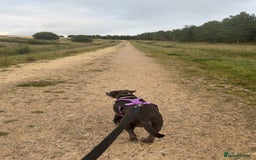 Mixed Breed dogs for sale: Bulldog x Staffie for rehoming.  - Image 30