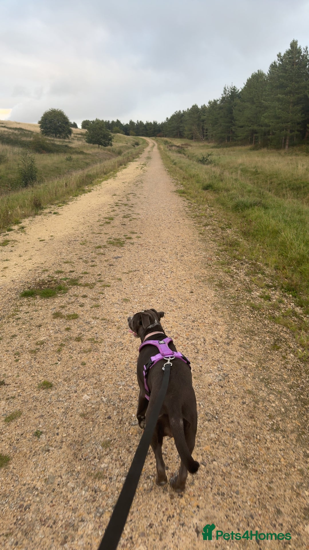Mixed Breed dogs for sale: Bulldog x Staffie for rehoming.  - Image 30