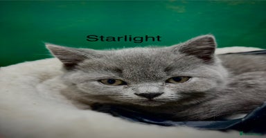 British Shorthair cats - Advert 12