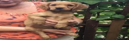 Cocker Spaniel dogs for sale: Working type cocker puppies  - Advert 2