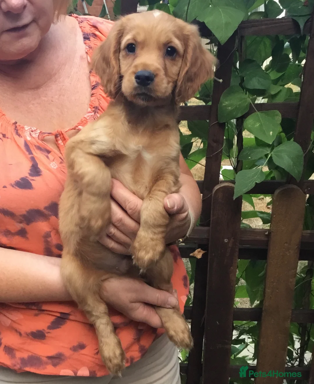 Cocker Spaniel dogs for sale: Working type cocker puppies  - Advert 2