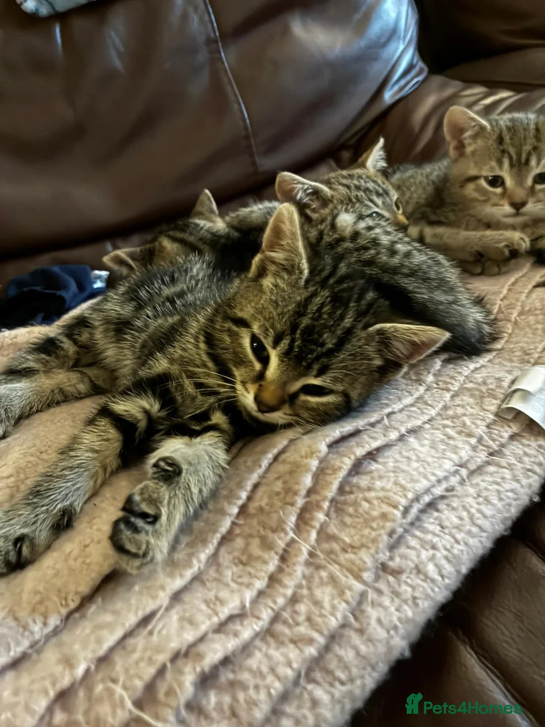 Domestic Shorthair cats for sale: 2 male 2 female tabby kittens ready to leave now - Advert 3