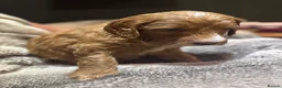 Mixed Breed dogs for sale: 7 week Cockadoodles. Reduced Price.  - Advert 22