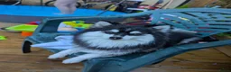 Pomsky dogs for sale: Pomsky litter coming - Advert 10