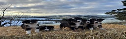 Border Collie dogs for sale: Quality Long Coated Tri Border Collie Puppies - Advert 1