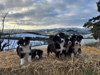 Border Collie dogs Quality Long Coated Tri Border Collie Puppies - Advert 3