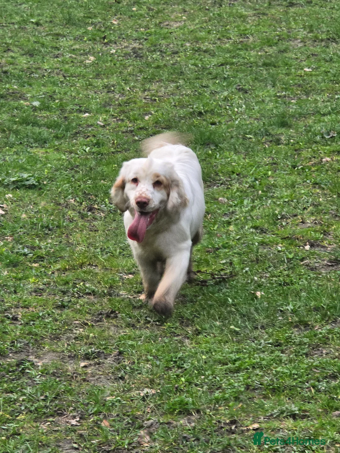 Clumber Spaniel dogs for sale: Clumber female - Advert 2
