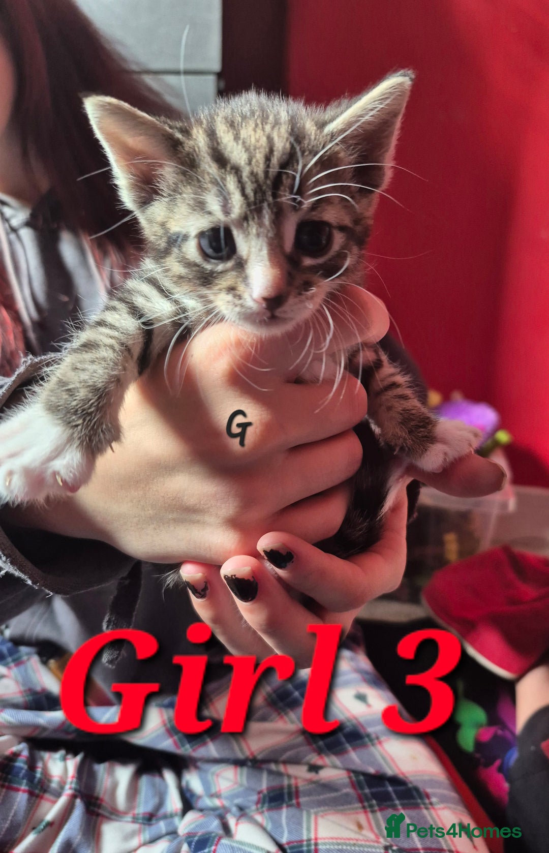Mixed Breed cats for sale: Gorgeous Tabby x Tuxedo male kitten  - Image 8