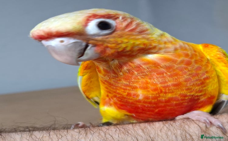 Conures birds - Advert 1