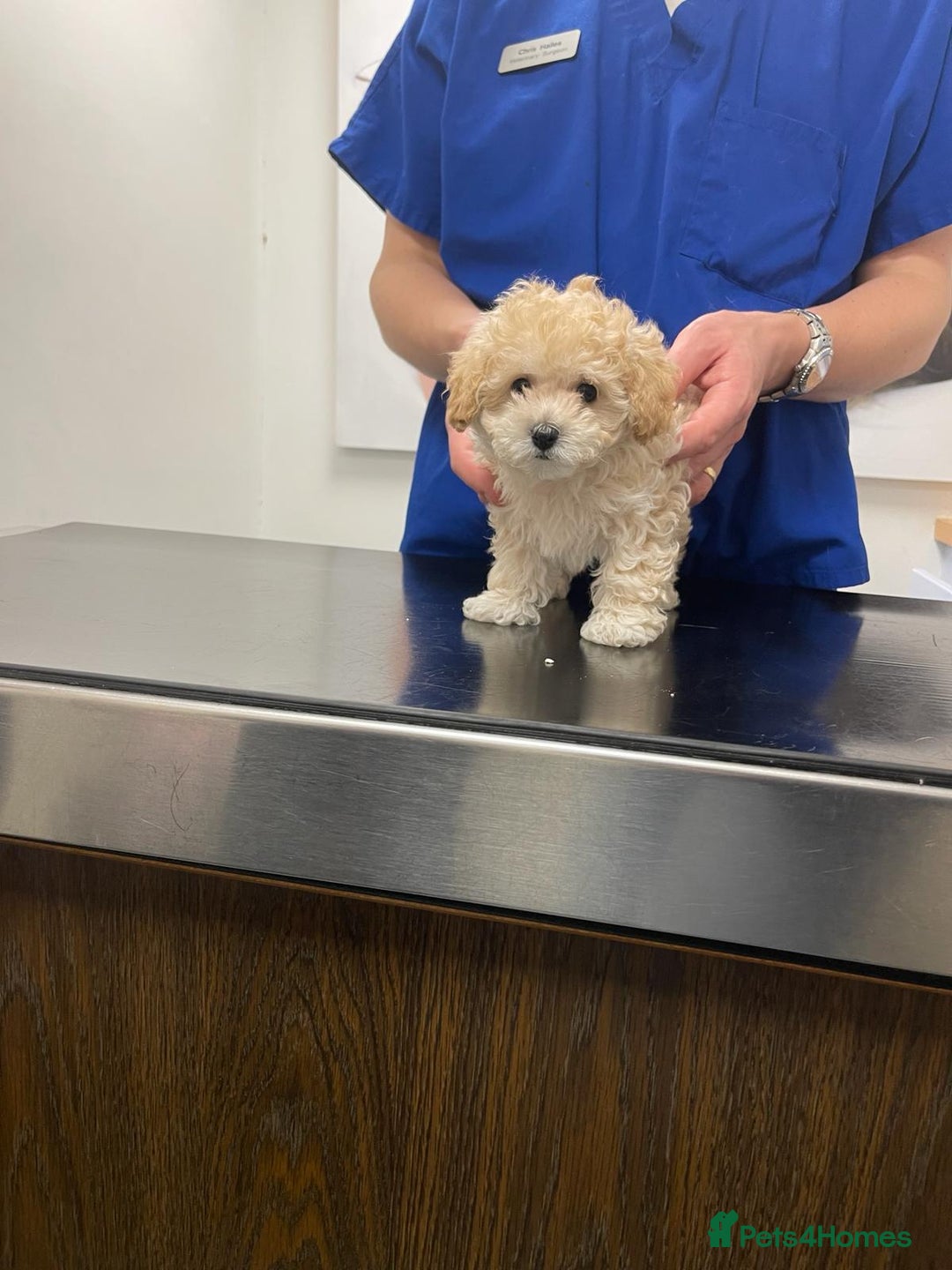 Maltipoo dogs for sale: Rare maltipoo puppies please read description  - Advert 17