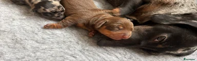 Miniature Dachshund 1