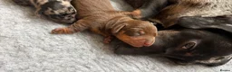 Miniature Dachshund dogs for sale: True Miniature Dachshund Puppies, Ready InDecember - Advert 5