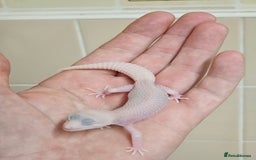 Leopard Gecko reptiles for sale: Supersnows leopard geckos normal and albino  - Image 11
