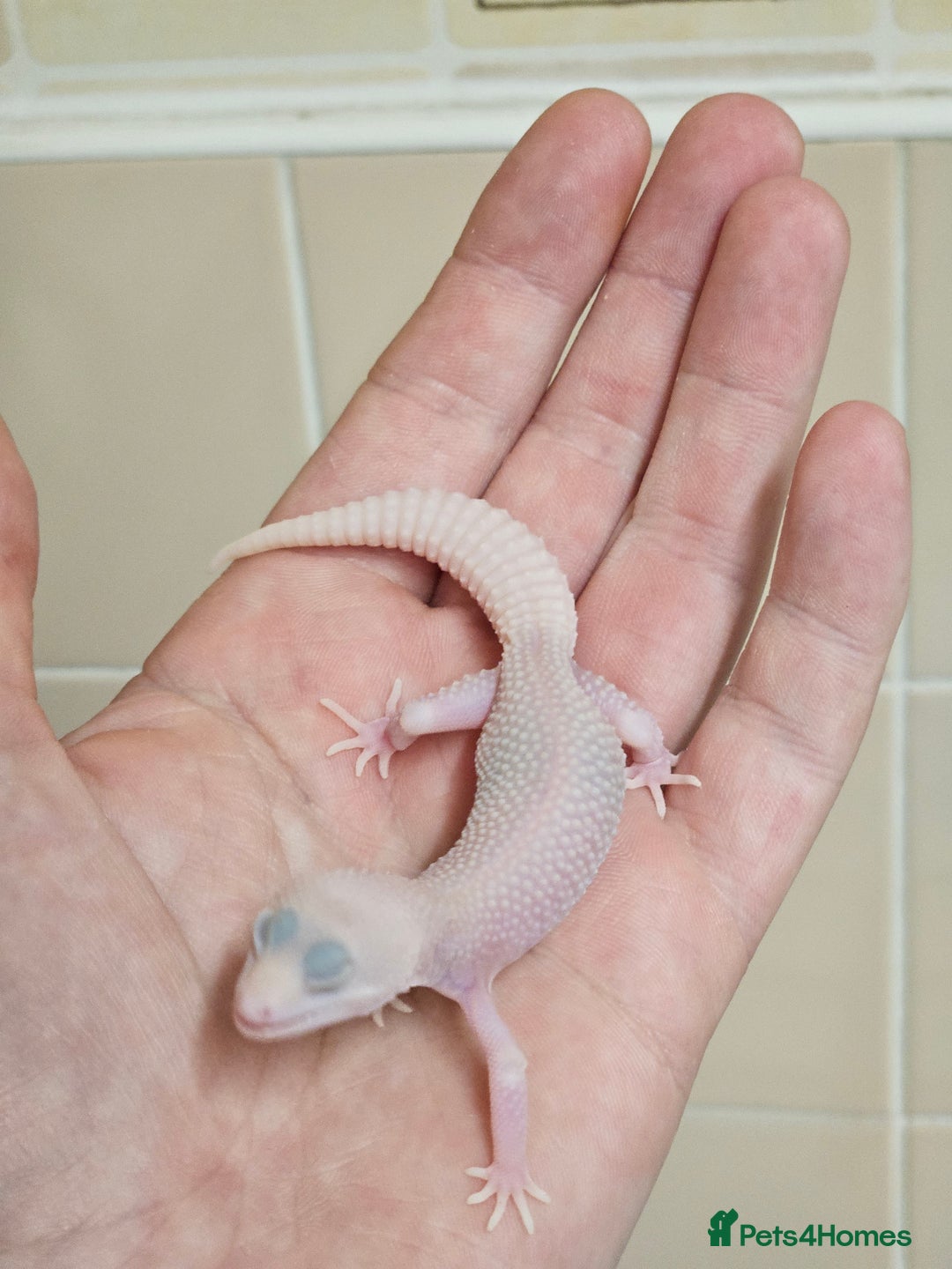 Leopard Gecko reptiles for sale: Supersnows leopard geckos normal and albino  - Image 11
