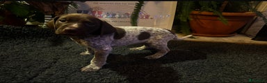 German Shorthaired Pointer Puppy 1