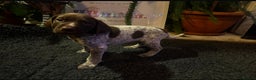 German Shorthaired Pointer dogs for sale: German shorthaired pointer pups - Advert 13