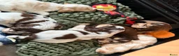 Cocker Spaniel dogs for sale: Show type cocker spaniels  - Advert 14