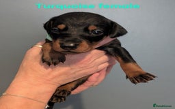 Dobermann dogs for sale: Top Quality Pedigree Dobermanns – Black & Tan - Advert 13