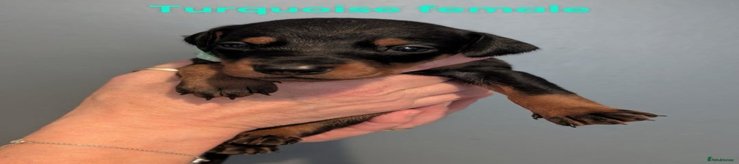 Turquoise Collar Female