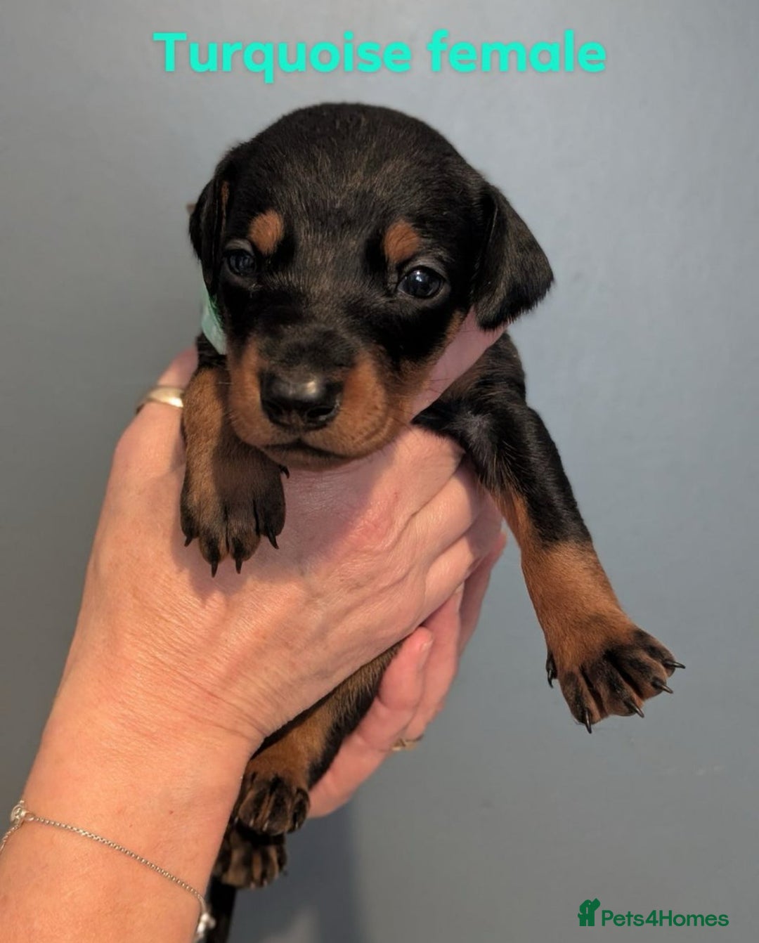 Dobermann dogs for sale: Top Quality Pedigree Dobermanns – Black & Tan - Advert 13