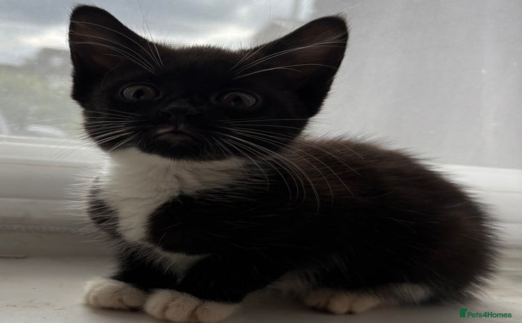 Mixed Breed cats - Advert 13