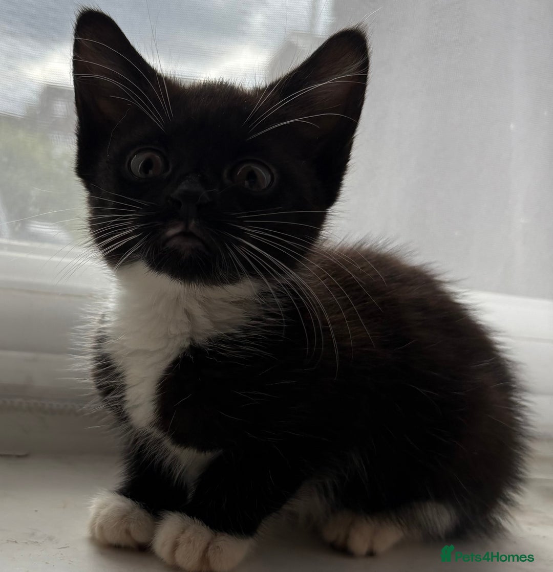 Mixed Breed cats for sale: 3 girls 1 boy - Image 1