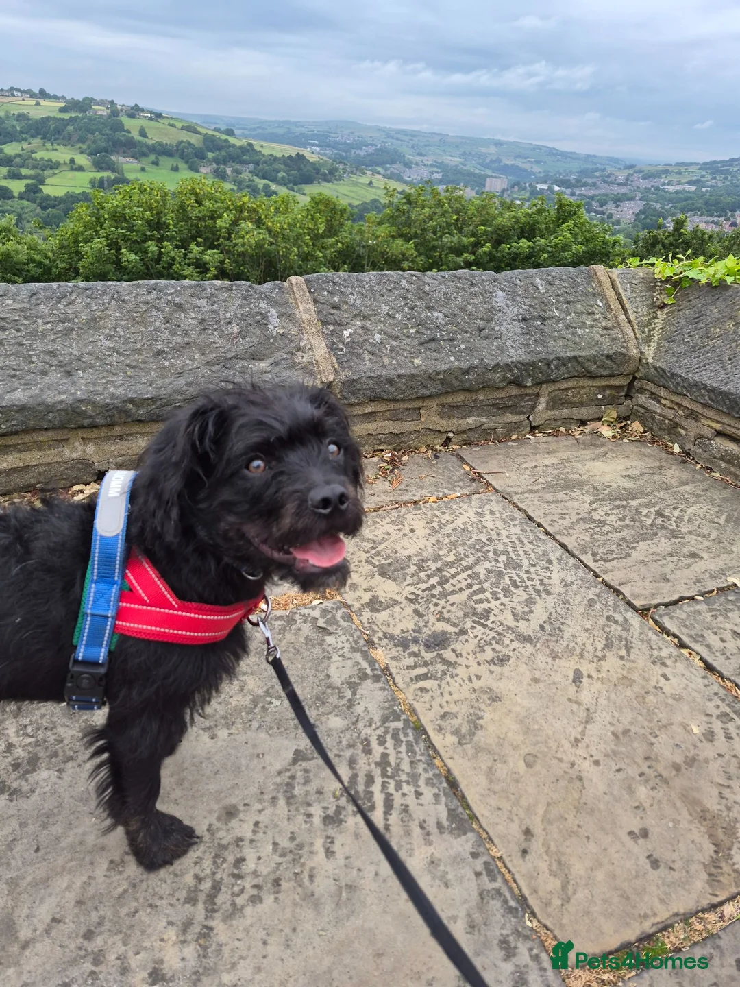 Mixed Breed dogs for sale: Toy poodle cross beautiful boy 7 months - Advert 1