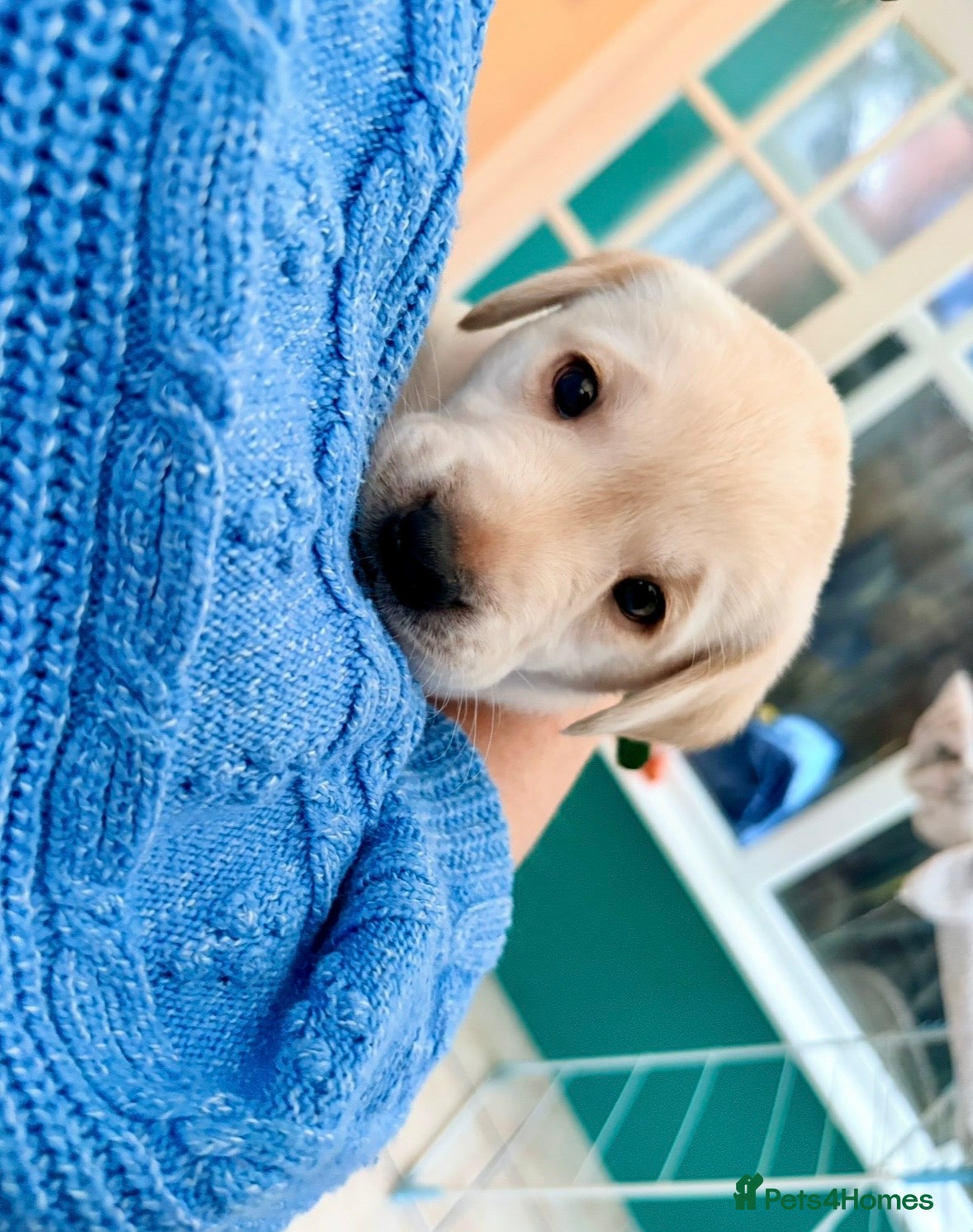 Labrador Retriever dogs Last Male Labrador Retriever Puppy Available 🐶  - Advert 8