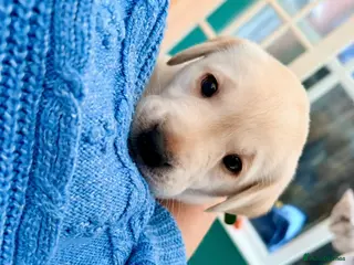 Labrador Retriever dogs Last Male Labrador Retriever Puppy Available 🐶 - Advert 8