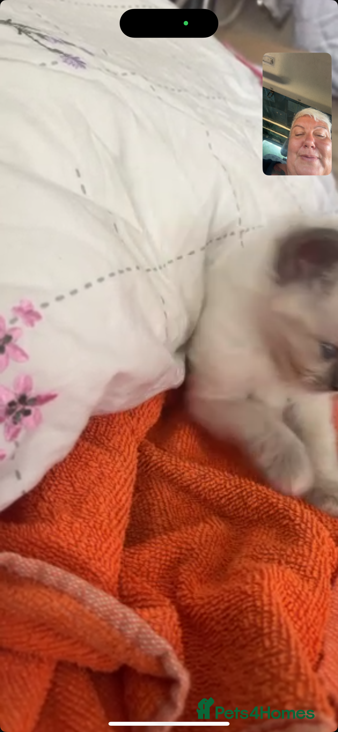 Ragdoll cats for sale: Full Ragdoll Kittens - Both Parents are Pedigree - Image 10