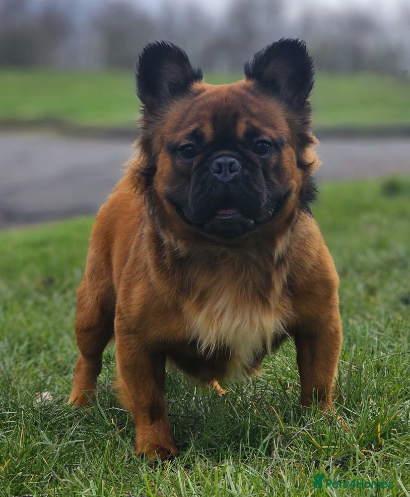 French Bulldog dogs CHEWBACCA - RED FAWN FLUFFY, NEW SHADE MAKER  - Advert 4