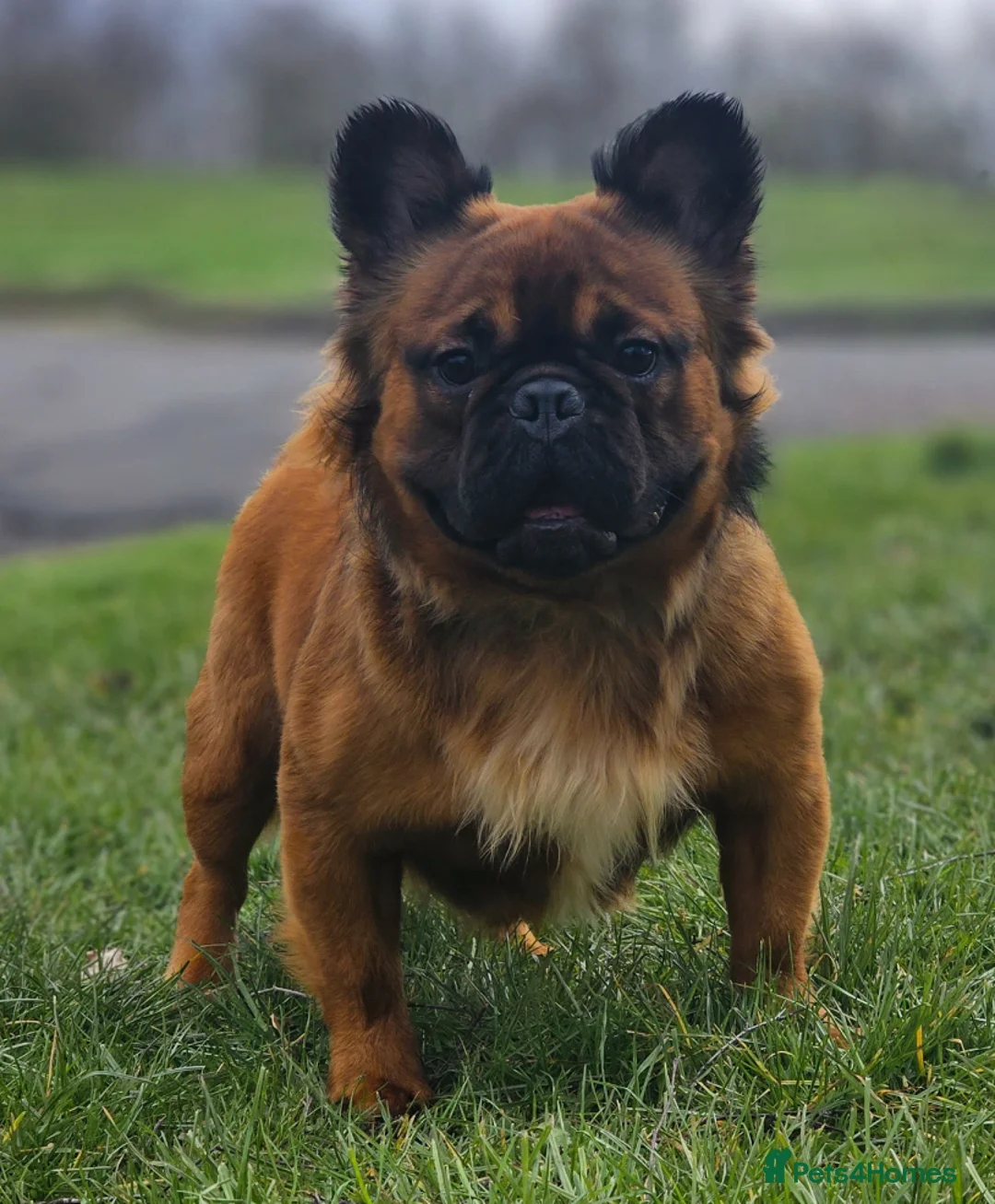 French Bulldog dogs for stud: CHEWBACCA - RED FAWN FLUFFY, NEW SHADE MAKER  in Motherwell - Advert 1