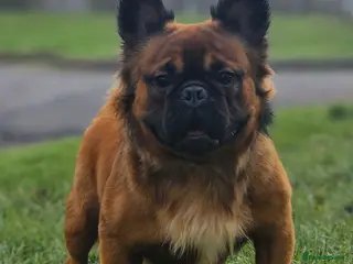 French Bulldog dogs CHEWBACCA - RED FAWN FLUFFY, NEW SHADE MAKER - Advert 4