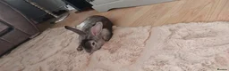 Rex rabbits for sale: Russel the Rabbit (Comes with Hutch and extras) - Advert 5