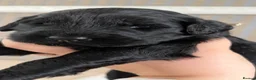 Labradoodle dogs for sale: Gorgeous labradoodle puppies!🐶  - Advert 11