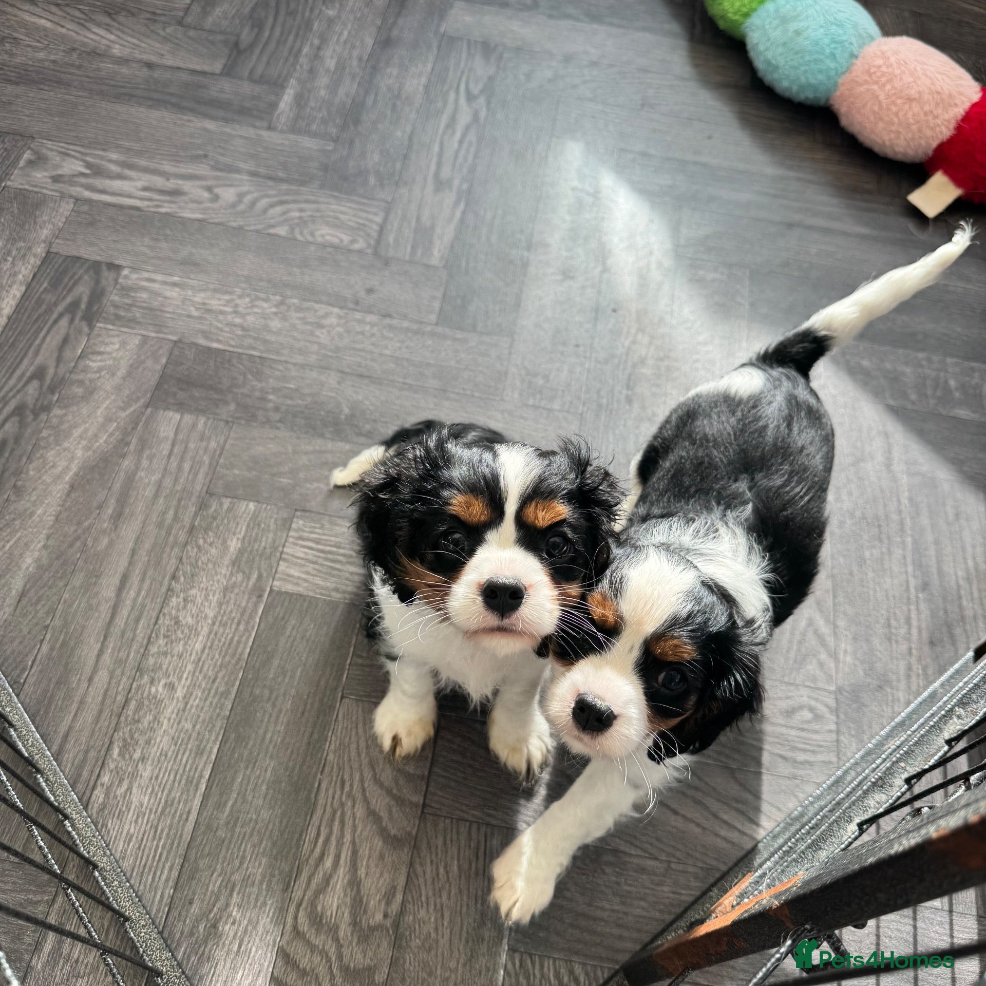 Cavalier King Charles Spaniel dogs stunning health tested cavalier king charles pups - Advert 1