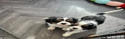 Cavalier King Charles Spaniel dogs for sale: stunning health tested cavalier king charles pups - Advert 1