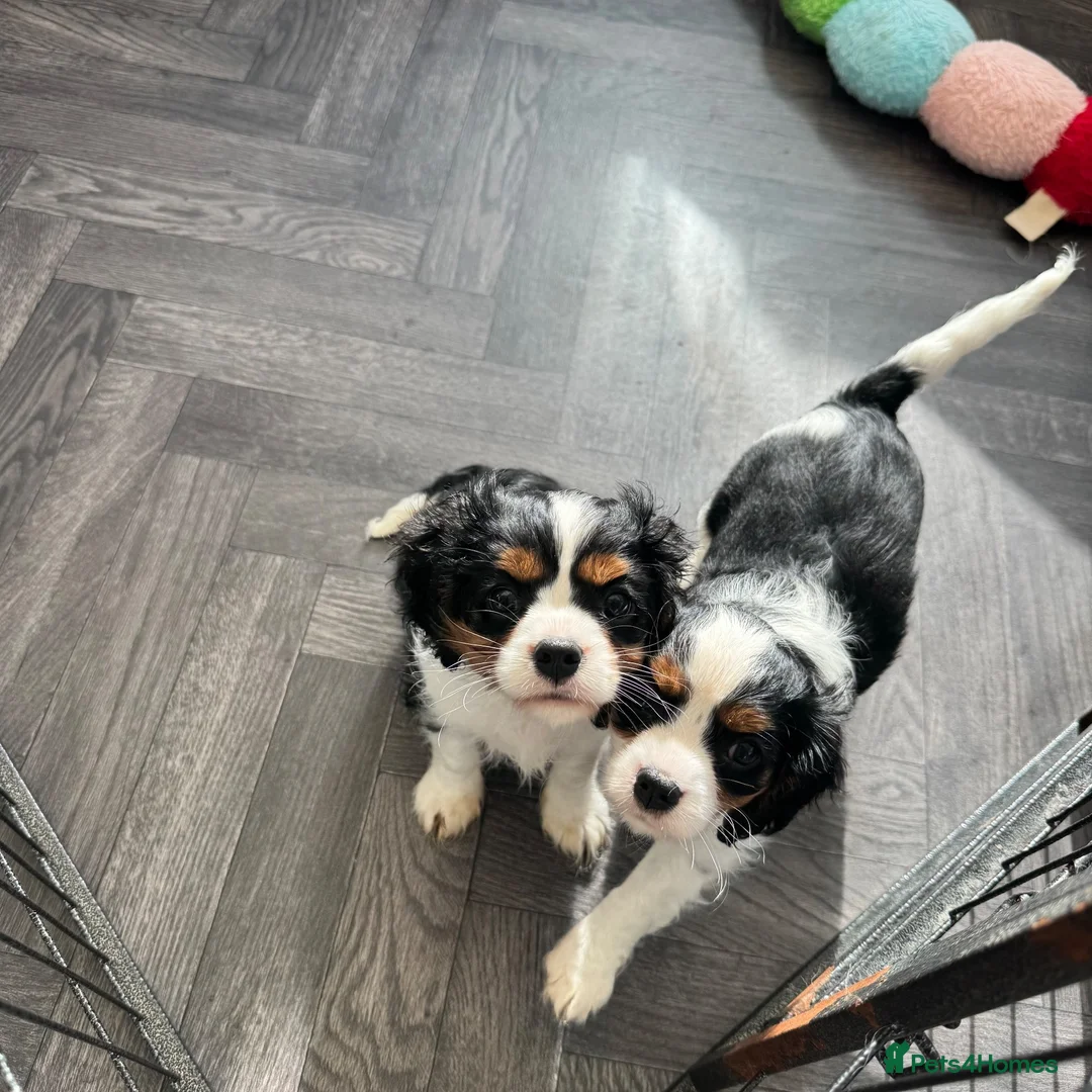 Cavalier King Charles Spaniel dogs for sale: stunning health tested cavalier king charles pups - Advert 1