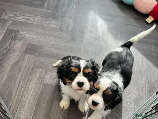 Cavalier King Charles Spaniel dogs stunning health tested cavalier king charles pups - Advert 1
