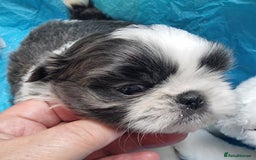 Shih Tzu dogs for sale: Kc reg stunning very tiny babies boys/girls - Image 14