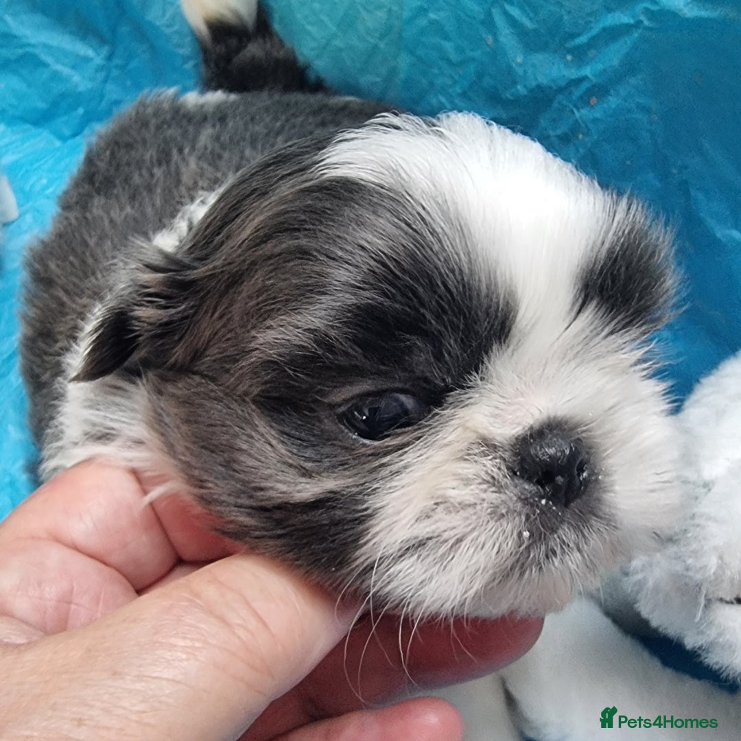 Shih Tzu dogs for sale: Kc reg stunning very tiny babies boys/girls - Image 14