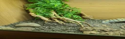 Bearded Dragon reptiles for sale: Bearded dragon orange  in Chester-le-Street - Advert 10